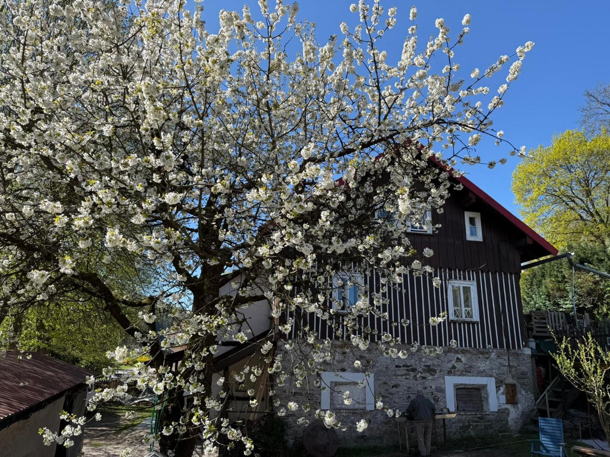 Vila Adelka - Utulna Chalupa V Krkonosich Horní Maršov Eksteriør billede